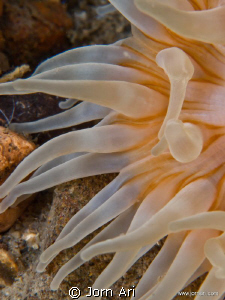 Sea Anemone, (Urticina felina) Olympus E-420 With Ikelite... by Jorn Ari 